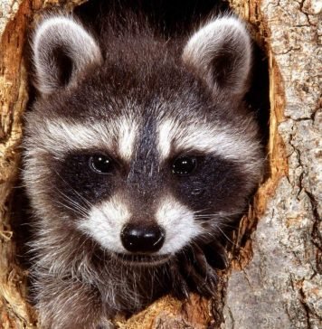 В Лос-Анджелесе открылся приют для енотов