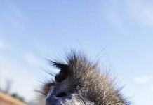 Прячут ли страусы голову в песок?