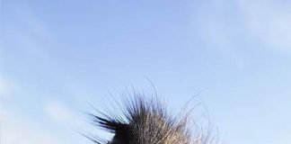 Прячут ли страусы голову в песок?