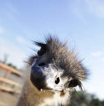 Прячут ли страусы голову в песок?