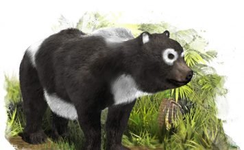 Происхождение медведей и их история на планете Земля