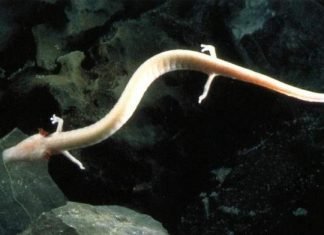 Протеи – необычные пещерные существа