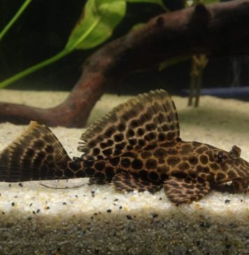 Птеригоплихт аквариумный или парчовый сом