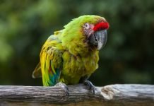Разновидности попугаев ара и особенности их внешности
