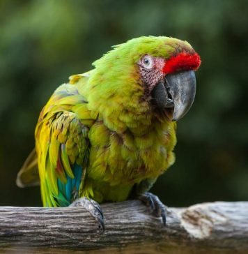 Разновидности попугаев ара и особенности их внешности