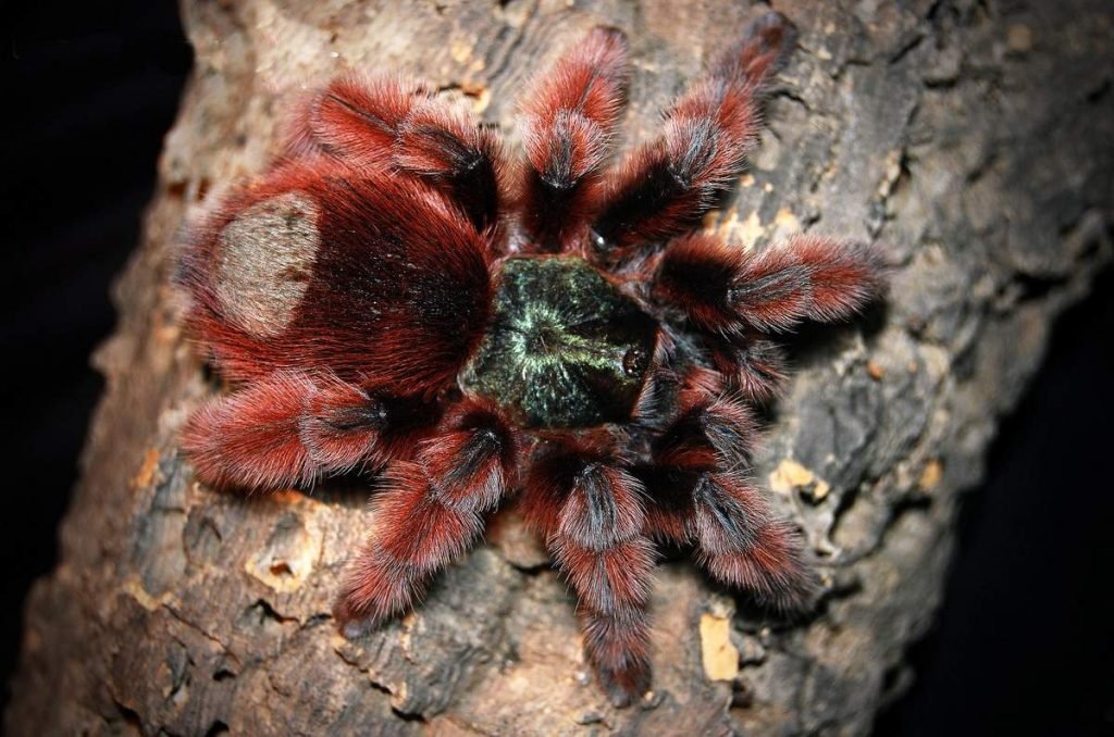 Антильский розоволапый птицеед (лат. Avicularia versicolor).