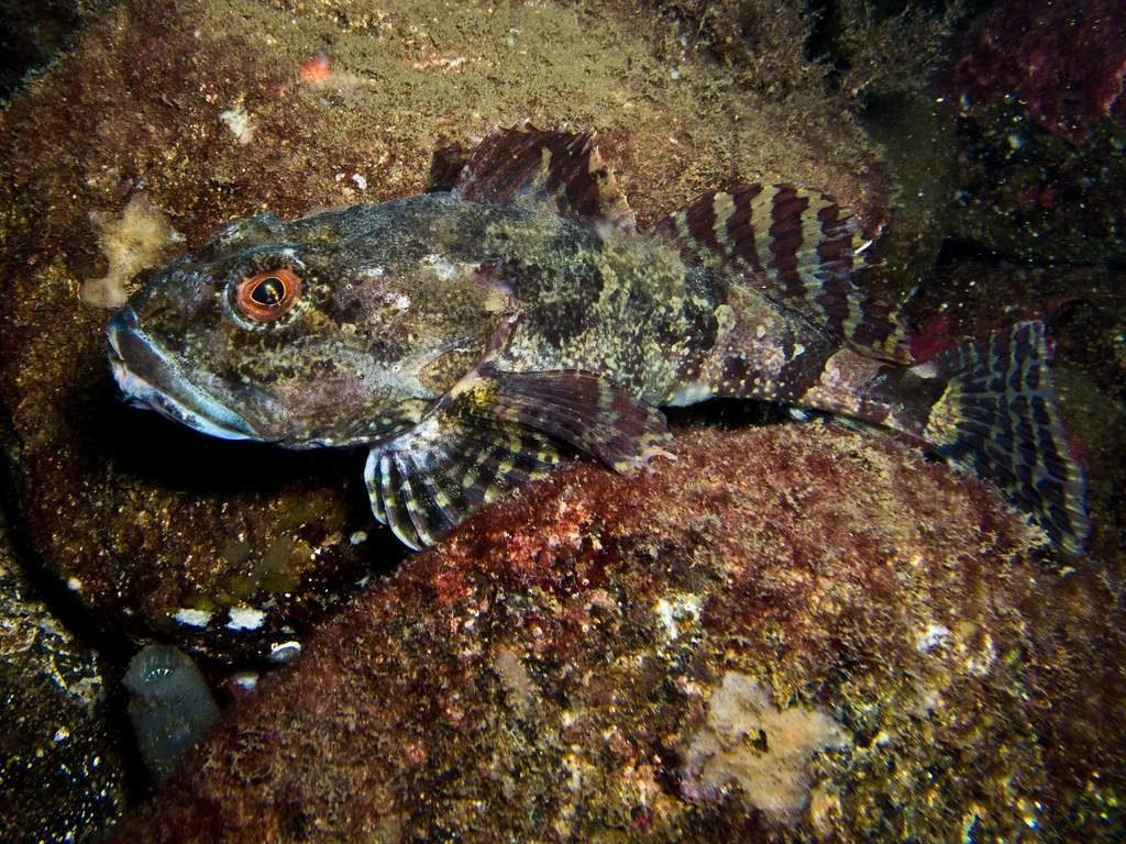 Морские скорпионы обитают на каменистом, песчаном и мутном дне, на глубине до 50 метров.