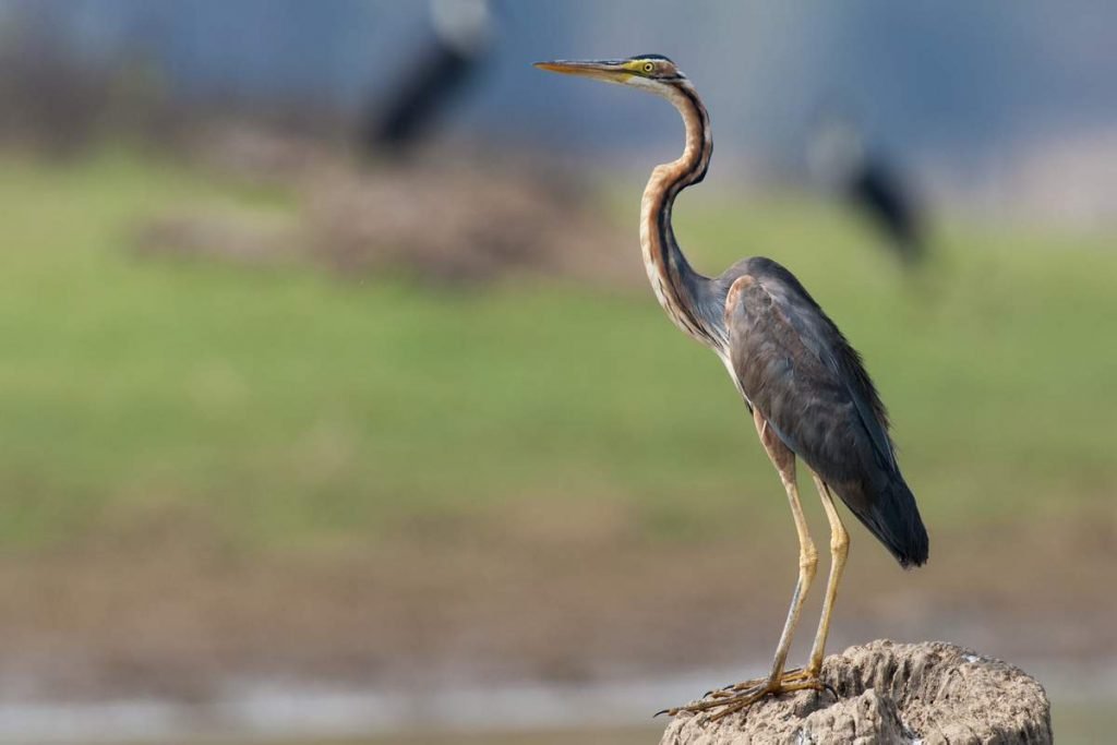 Рыжая цапля (Ardea purpurea).