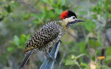 Шилоклювый дятел — североамериканская пернатая гордость