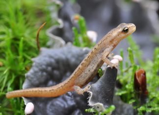 Сибирские углозубы – мелкие многочисленные тритоны