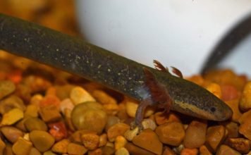 Сирены – древнегреческие существа в реальной жизни