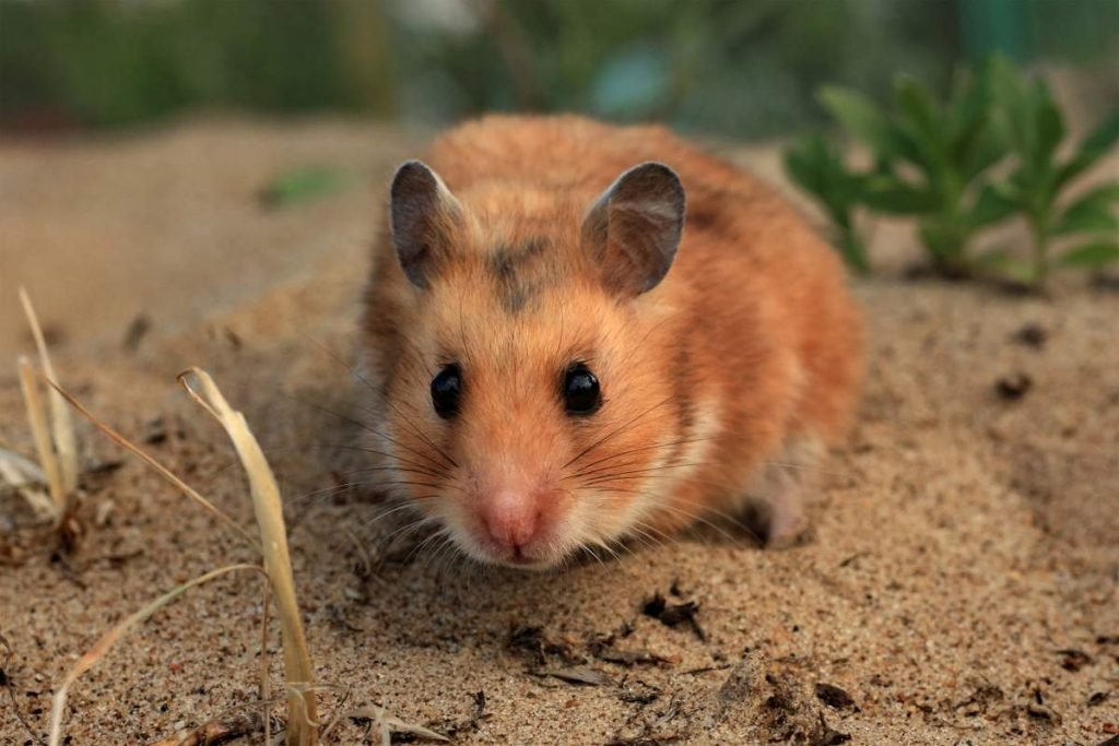 Сирийский хомячок (Mesocricetus auratus).