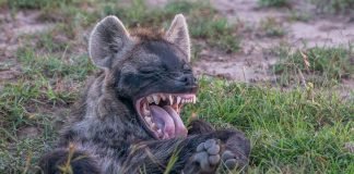 20 самых смешных животных по мнению Comedy Wildlife Photography Awards 2015