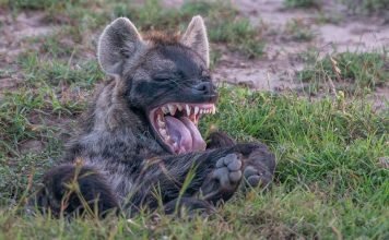 20 самых смешных животных по мнению Comedy Wildlife Photography Awards 2015