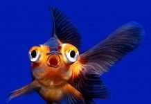 Телескопы – аквариумные рыбки