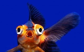 Телескопы – аквариумные рыбки