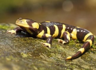 Тигровые саламандры – широко распространенные земноводные
