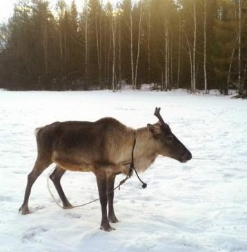 У Деда Мороза прямо из резиденции украли оленя