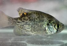 Ушастый окунь или солнечная рыба