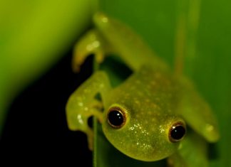 Стеклянные лягушки: виды, фото, образ жизни
