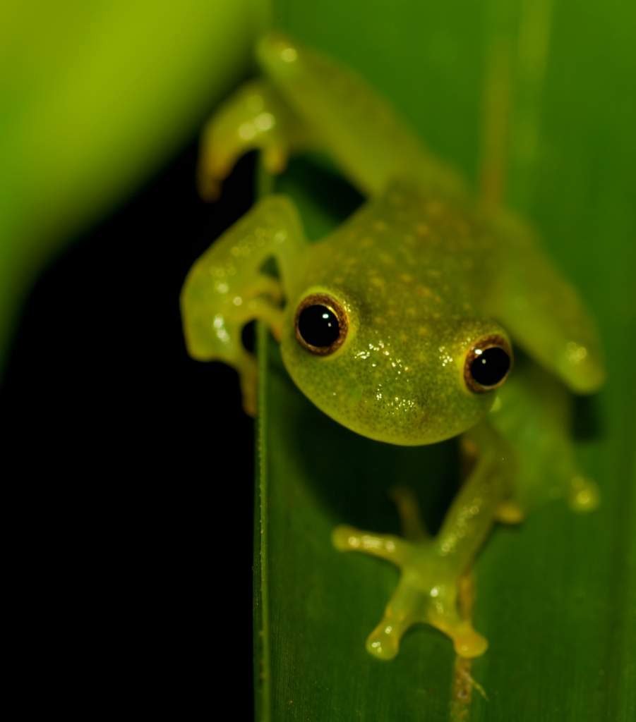 Стеклянные лягушки (Centrolenidae).