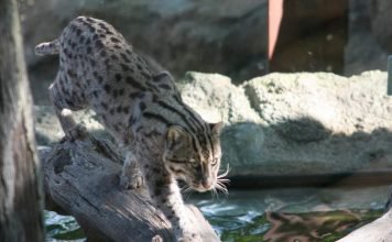 Виверровый кот — любитель порыбачить