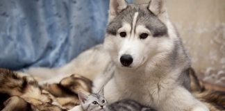 Всегда ли кошки приземляются на все четыре лапы?