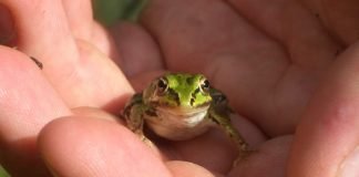 От жаб бывают бородавки? Вся правда о странном мифе