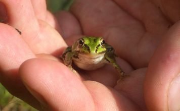 От жаб бывают бородавки? Вся правда о странном мифе