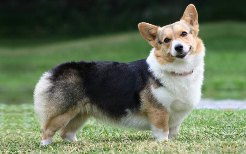 welsh-corgi