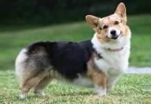 Вельш-корги – собака с «низким подъемом»