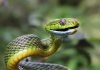 Зеленая бойга — змея с тонким туловищем