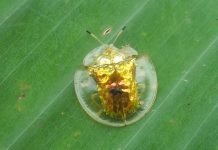 Жук золотая черепаха – невероятной красоты насекомое