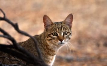 Степная кошка – дикая африканская красавица