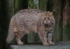 Амурский лесной кот – хищник немногим больше домашней кошки
