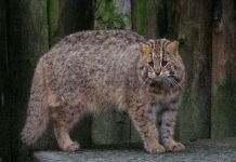 Амурский лесной кот – хищник немногим больше домашней кошки