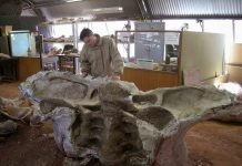 Анатомическое строение динозавров