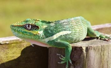 Анолис-рыцарь – отважно защищающийся ящер