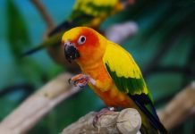 Аратинга Яндайа – большой красивый попугай