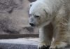 Белая медведица съела взрывпакет и умерла. Зоозащитники требуют возмездия