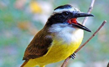 Большой кискад — громкая общительная птица