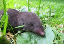 Бурозубка – не крот и не мышь