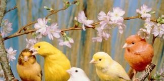 Десять потенциальных причин гибели декоративных птиц