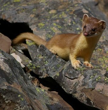 Длиннохвостые ласки – юркие небольшие хищники