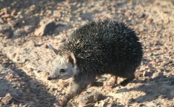Длинноиглый еж – зверек, не боящийся шершней