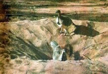 Для чего птице гнездо?