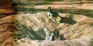 Для чего птице гнездо?