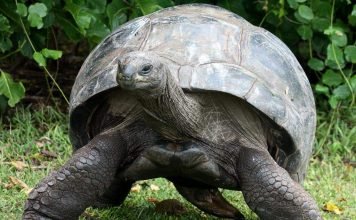 Гигантские черепахи – живые окаменелости