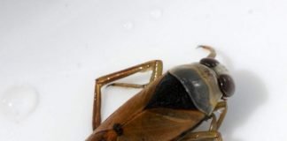 Гладыш обыкновенный — все о жизни клопа