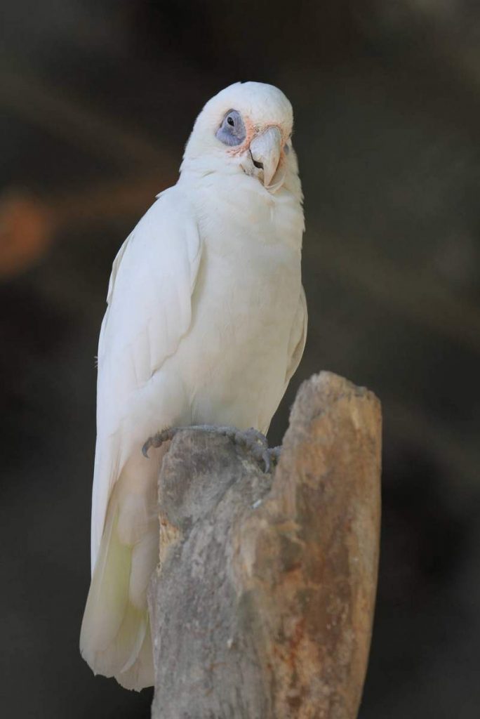 Гологлазый какаду (Cacatua sanguinea).